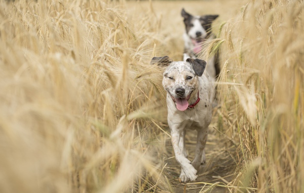 Две собаки с высунутым языком бегут по полю с пшеницей