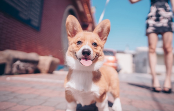 Смешной пес породы вельш-корги с высунутым языком