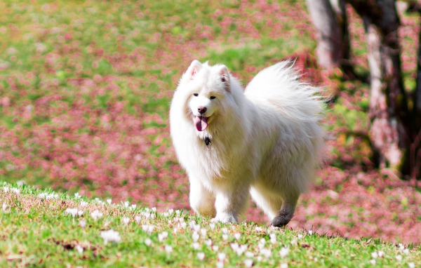 Белая самоедская собака с высунутым языком