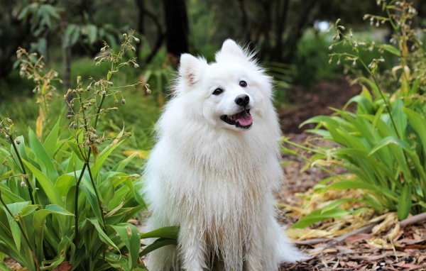 Белая собака породы шпиц с высунутым языком