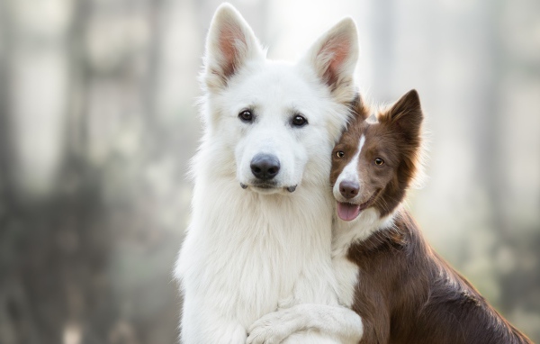 Белая швейцарская овчарка и бордер колли обнимаются 
