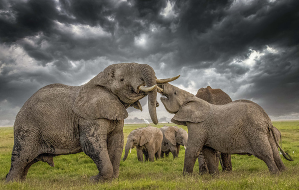 A herd of big elephants under a stormy sky