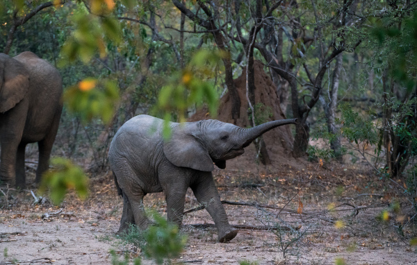 Маленький слоненок в лесу 