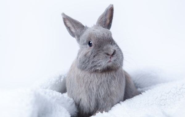 Серый декоративный кролик сидит на мягком покрывале