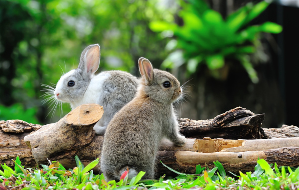 Two rabbits in a forest near a dry tree
