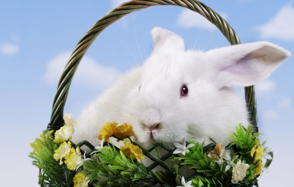 Белый декоративный кролик в корзине на фоне неба
