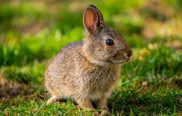Дикий серый заяц на зеленой траве