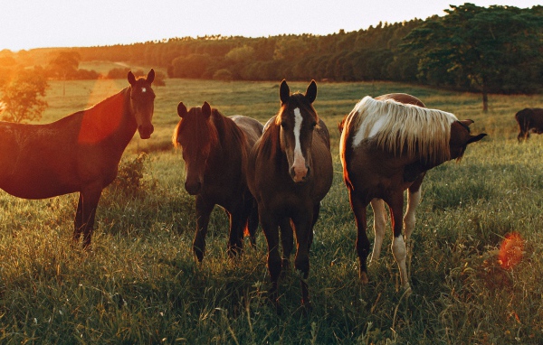 Стадо лошадей пасется на зеленой поляне на рассвете 