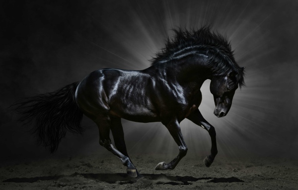 Красивый черный конь в лучах света 