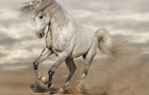 Красивая белая лошадь скачет по горячему песку