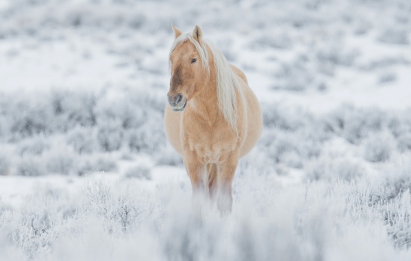 Большая коричневая лошадь идет по покрытой снегом траве