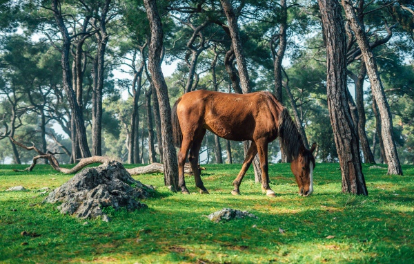 Коричневая лошадь пасется на зеленой траве в лесу