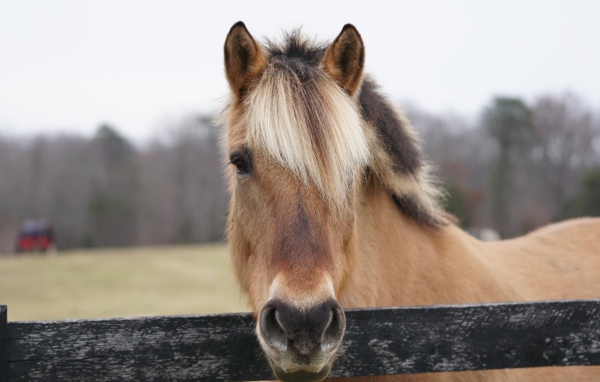 Коричневая лошадь с челкой на ферме 