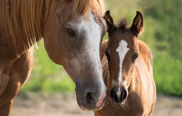 Коричневая лошадь с жеребенком 