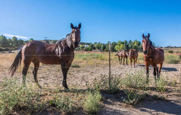 Коричневые лошади пасутся на ферме 