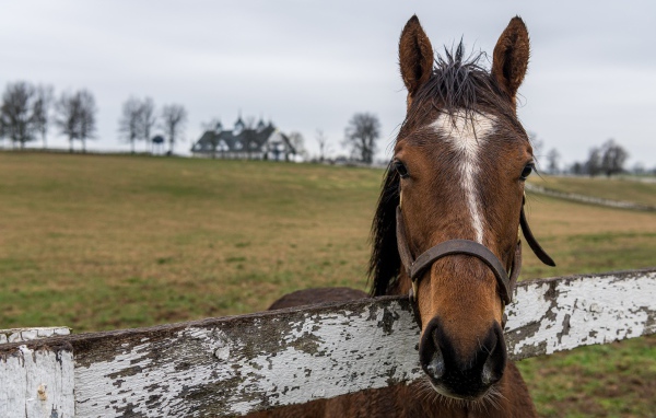 Лошадь на пастбище у забора