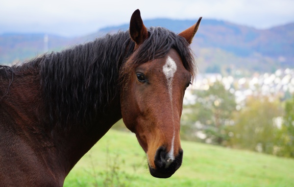 Морда красивой коричневой лошади