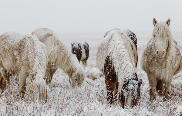 Snow-covered horses with graze on a winter field