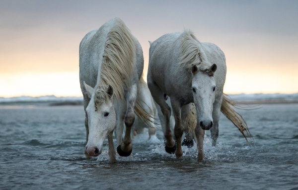 Две большие белые лошади идут по воде