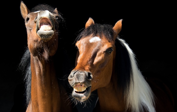 Two neighing horses on a black background