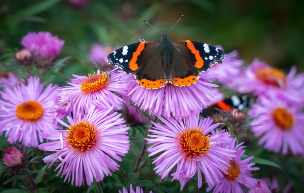 Бочка сидит на розовом цветке астры 