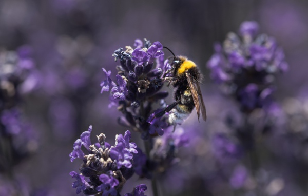 Пчела сидит на фиолетовом цветке лаванды 
