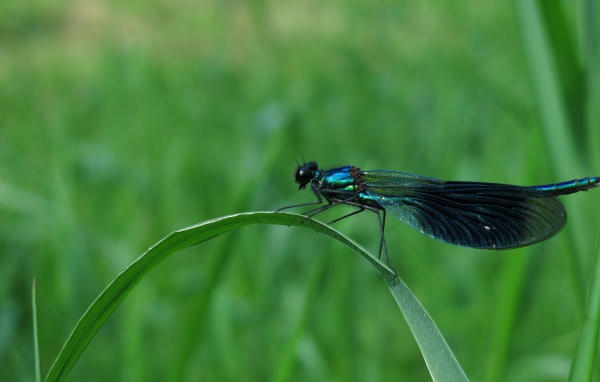 Большая черная стрекоза сидит на зеленой траве