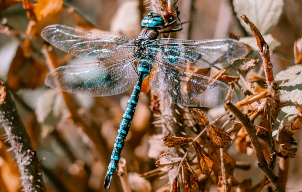 Большая голубая стрекоза сидит на ветке 