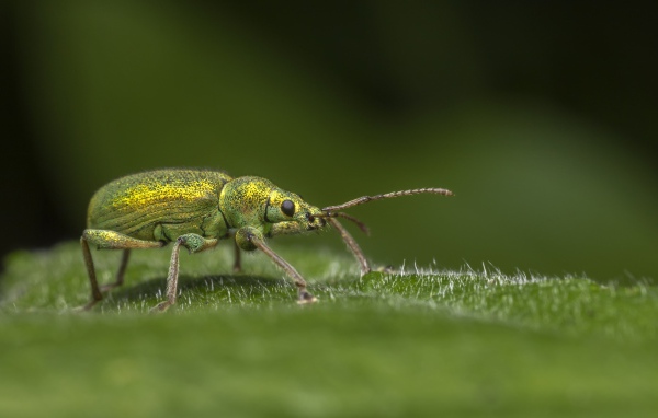 Большой зеленый жук сидит на зеленом листке 