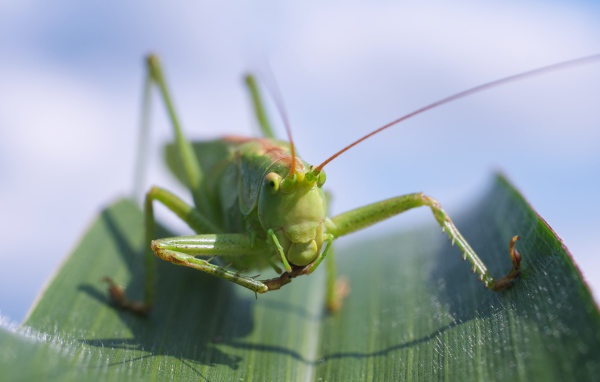 Большой зеленый кузнечик сидит на листе крупным планом