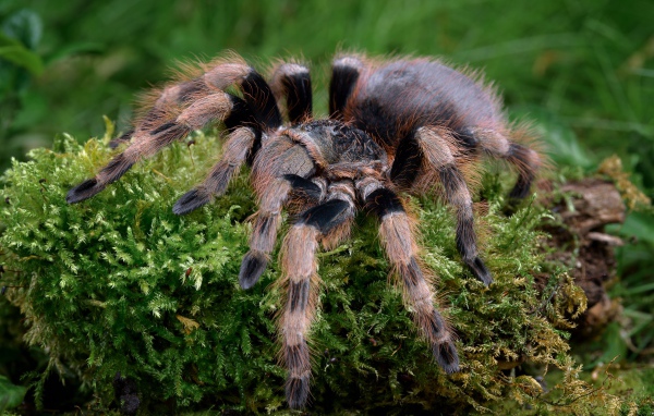 Большой паук тарантул идет по покрытой мхом земле