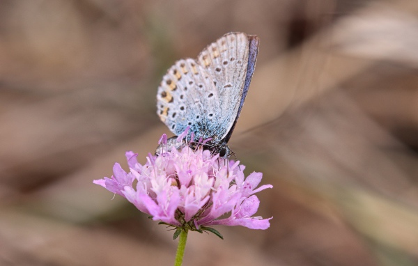 Красивая голубая бабочка на розовом цветке