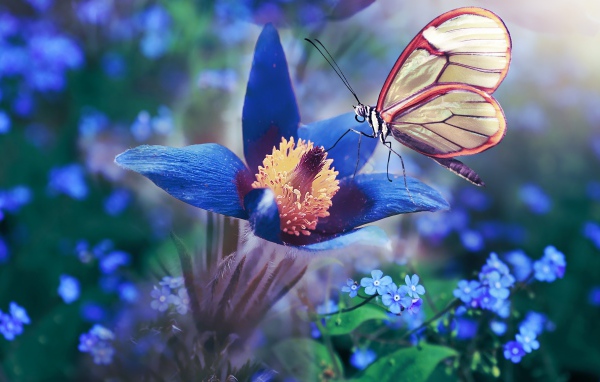 Красивая бабочка сидит на синем цветке прострела 