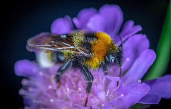 Пчела сидит на фиолетовом цветке 