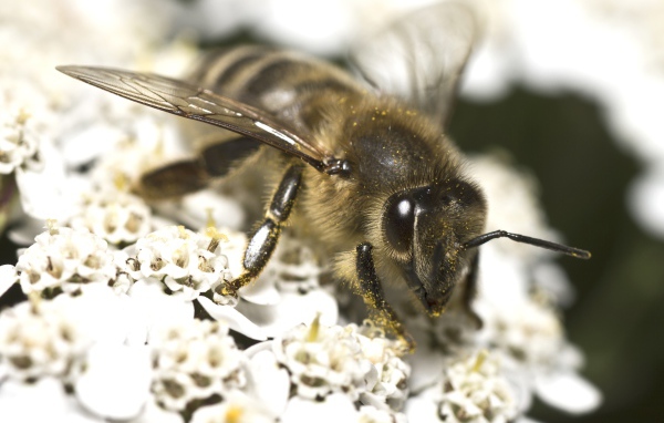 Большая пчела собирает нектар на белом цветке 