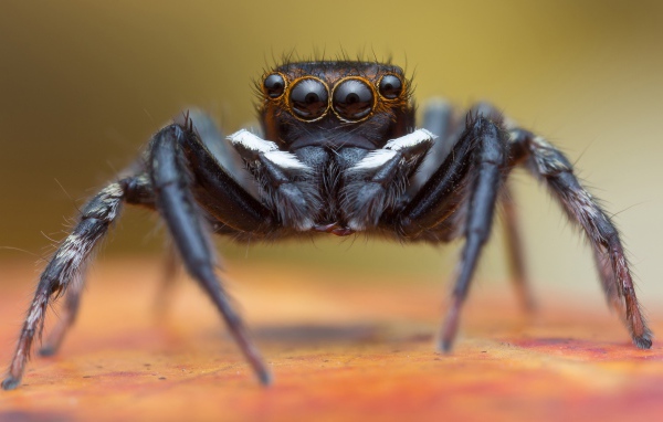 Большой черный паук крупным планом