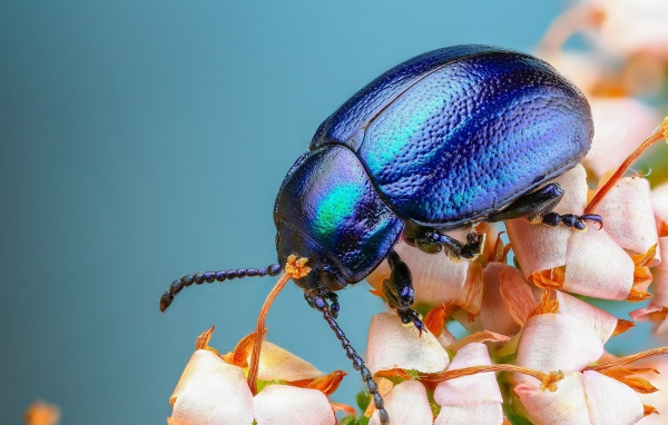Большой синий жук на цветке 