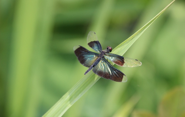 Большая голубая стрекоза сидит на зеленой траве