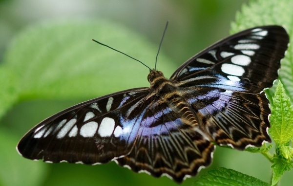 Большая бабочка сидит на зеленом листе 