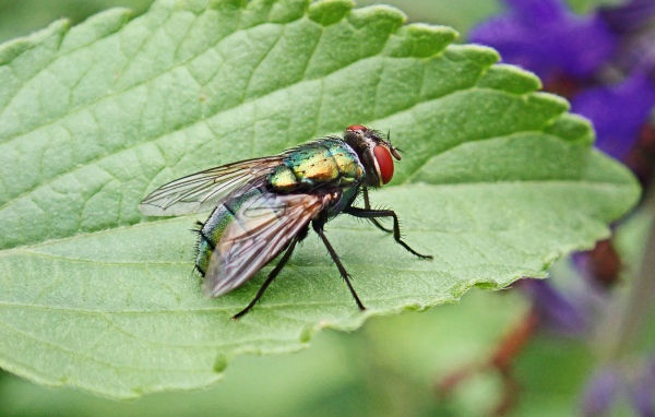 Большая зеленая муха на зеленом листке 