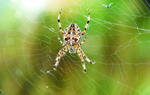 Большой паук висит на паутине