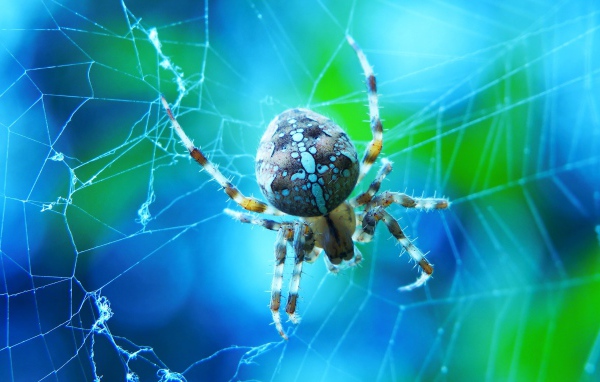 Большой паук на паутине крупным планом