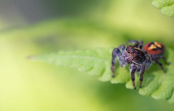 Большой паук сидит на зеленом листе