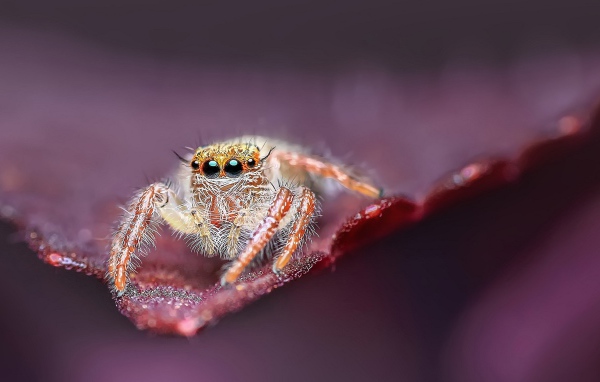 Большой паук с черными глазами охотится на листе