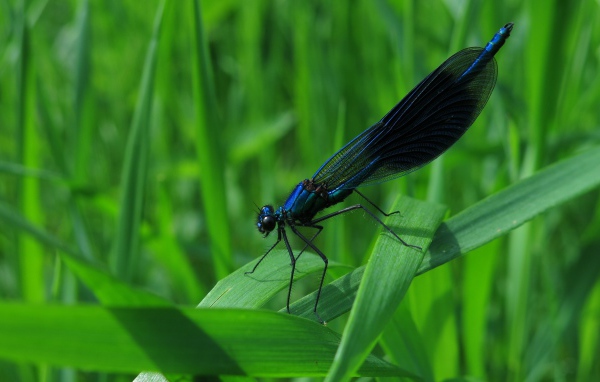 Черная стрекоза сидит на зеленой траве