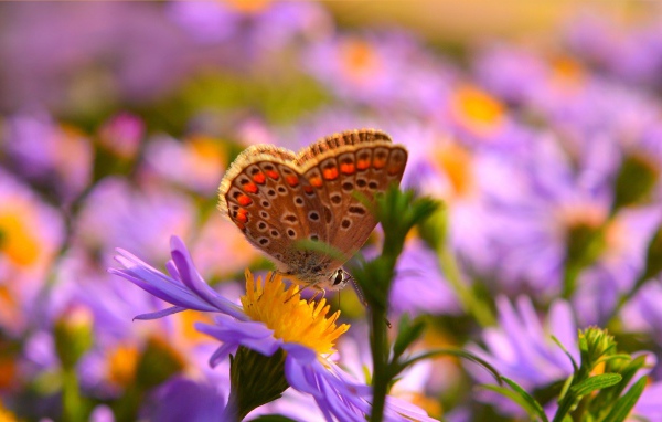 Brown butterfly on pink flowers