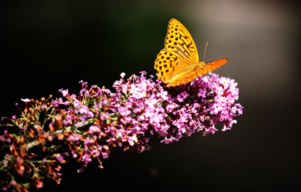 Коричневая бабочка сидит на розовом цветке