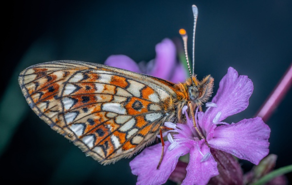 Бабочка сидит на розовом цветке флоксы