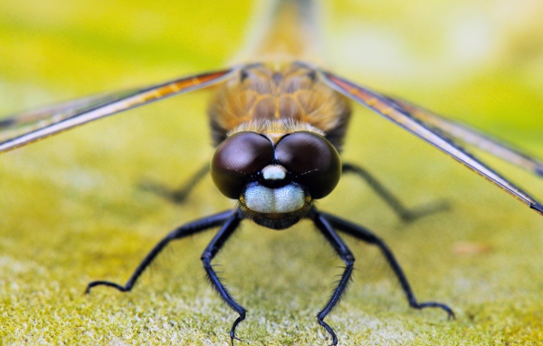 Стрекоза на листе макросъемка