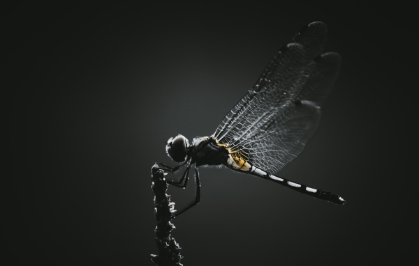 Стрекоза сидит на ветке на черном фоне 